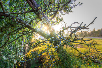A tree with moss-covered branches reaches skyward, bathed in the warm glow of sunrise, casting long shadows across the forest floor.