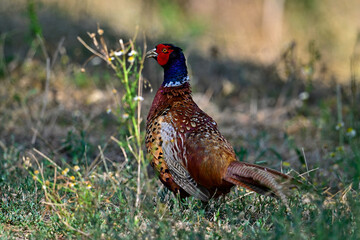 Fasan, Jagdfasan - Männchen // Common pheasant - male (Phasianus colchicus)