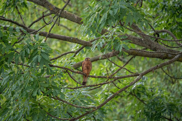 wild and beautiful nature around us