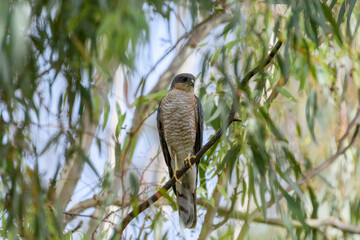 Male Eurasian Sparrowhawk
