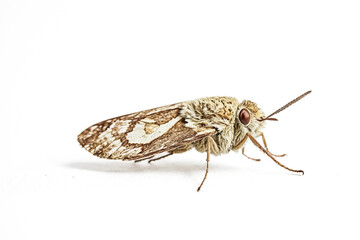 Close-Up of a Moth on a White Background