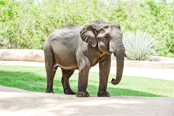 Fototapeta premium African Elephant standing on sand with a green grass background