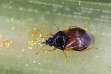 Minute pirate bugs or called flower bugs (Anthocoridae) from genus Orius. A natural enemy of plant...