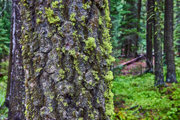 Tree Bark with Moss and Lichens Close-Up in Dense Forest