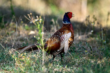 Common pheasant - male // Fasan, Jagdfasan - Männchen (Phasianus colchicus)