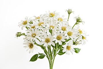 Delicate White Flowers on White Background