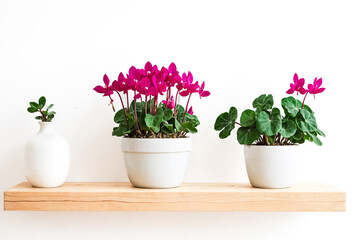 Three potted plants on a wooden shelf against a white wall