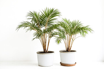 Two potted palm trees against a white wall