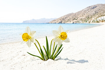 Yellow and white daffodils on a white sandy beach