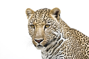 Obraz premium Close-up of a Leopard's Face