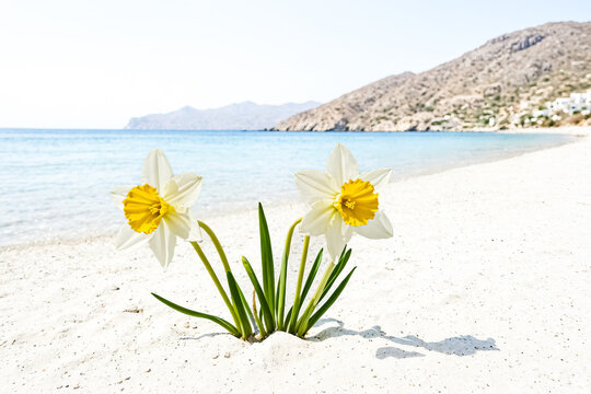 Yellow and white daffodils on a white sandy beach