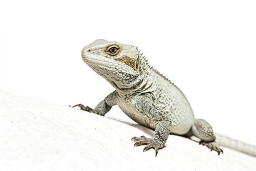 Obraz premium White Iguana Lizard Isolated on White Background