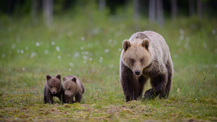 European brown bear with cubs (Ursus arctos) in summer © STUEDAL