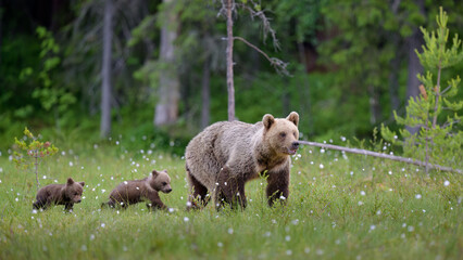 European brown bear with cubs (Ursus arctos) in summer © STUEDAL