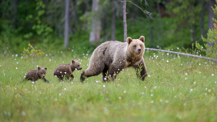 European brown bear with cubs (Ursus arctos) in summer © STUEDAL
