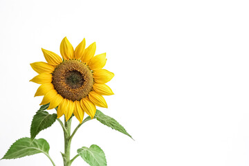 Single Sunflower on White Background