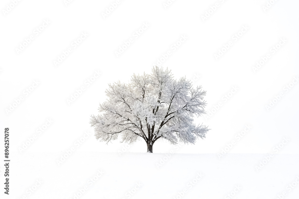 Wall mural Lone Tree in Snowy Field