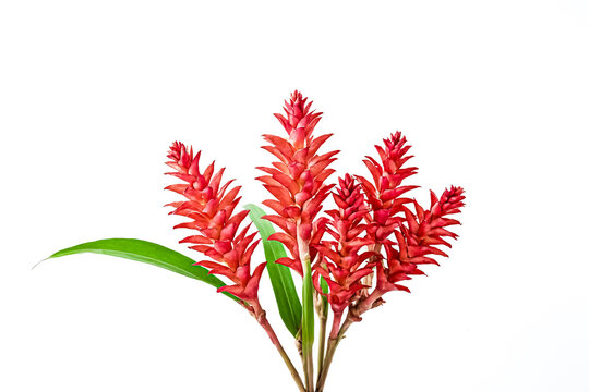 Red Ginger Flower with Green Leaves on White Background