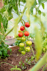 Black Cherry Tomatoes on the Vine