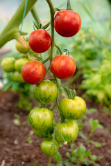 Black Cherry Tomatoes on the Vine