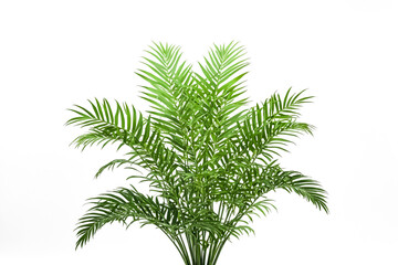 Lush Green Palm Tree Leaves Isolated on White Background