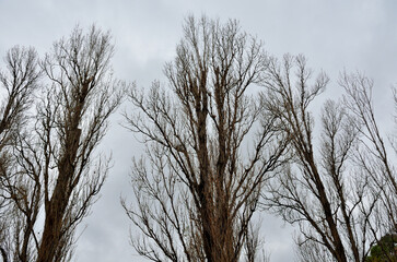 Árboles desnudos en invierno