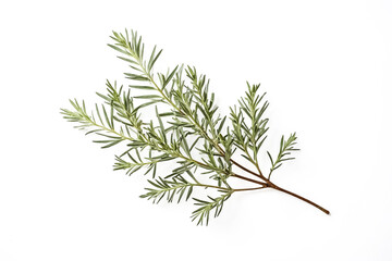 Naklejka premium Green Twig with Leaves on White Background