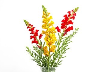 Yellow and Red Snapdragon Bouquet