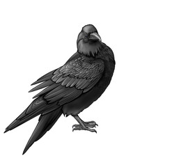 Set Realistic Line art raven black crow animal illustration coloring book clip art design holographic feather outline drawing contour sketch Halloween bird design albino mammal wild nature hand drawn