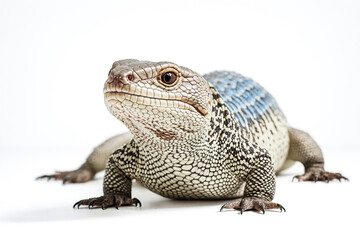 Obraz premium Blue-tailed skink isolated on white background