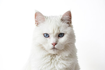 Fototapeta premium White Cat with Blue Eyes Looking at the Camera