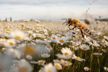 Beautiful wild Bees scooping flowers in garden