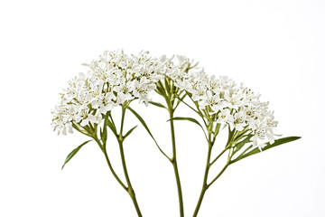 Delicate White Flowers on a White Background