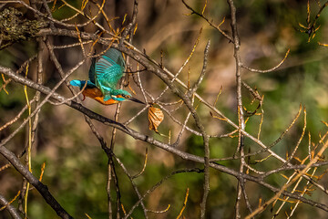 martin pêcheur en vol