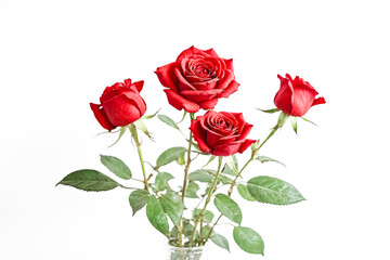 Red Roses on White Background