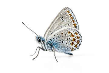 Obraz premium Close-up of a Blue Butterfly on a White Background