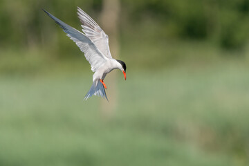 Common tern (Sterna hirundo) hovering over a marsh.