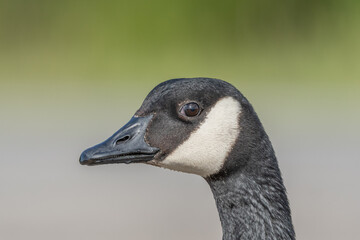 Portrait of a Canada goose (Branta canadensis).
