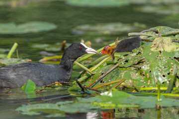Eurasian Coot (Fulica atra) coming to feed its chicks.