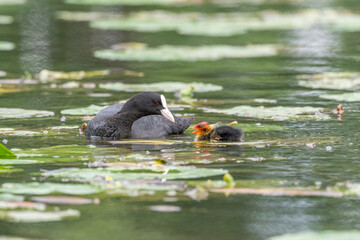 Eurasian Coot (Fulica atra) coming to feed its chicks.