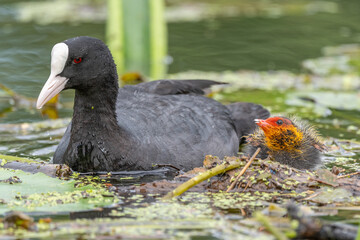 Eurasian Coot (Fulica atra) coming to feed its chicks.