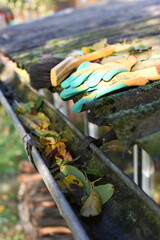 Leaves in eaves. cleaning gutter blocked with autumn leaves.Czech republic, Europe.