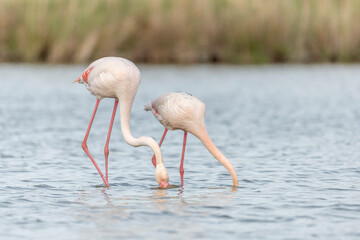 Two flamingos (Phoenicopterus roseus) eating in a pond in a natural reserve.
