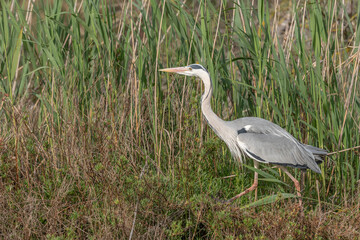 Gray heron (Ardea cinerea) moving through the reeds at the edge of a pond.