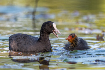 Eurasian Coot (Fulica atra) feeding its chicks.