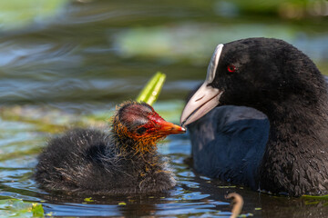 Eurasian Coot (Fulica atra) feeding its chicks.