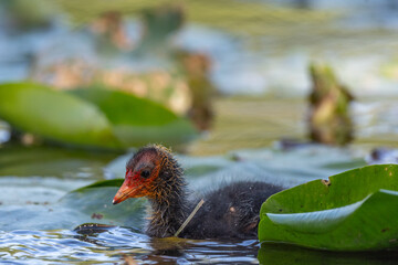 Eurasian Coot (Fulica atra) chick swiming on the water.