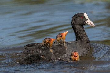 Eurasian Coot (Fulica atra) with its chicks.
