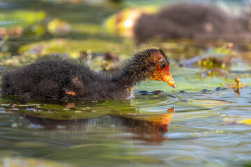 Eurasian Coot (Fulica atra) chick swiming on the water.