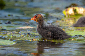 Eurasian Coot (Fulica atra) chick swiming on the water.